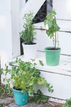 Fiesta Flower Pot Set 11 Fiesta Flower Pot Set -Fiesta fiesta dinnerware flower pots meadow turquoise white 4