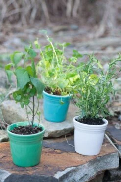 Fiesta Flower Pot Set 10 Fiesta Flower Pot Set -Fiesta fiesta dinnerware flower pots meadow turquoise white 5